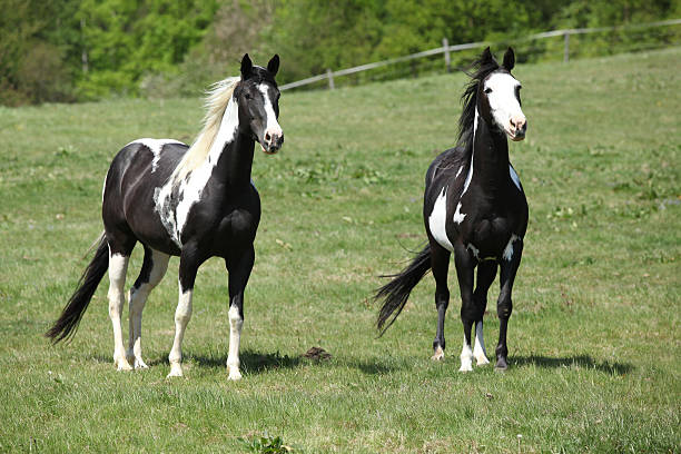 Paint Horses